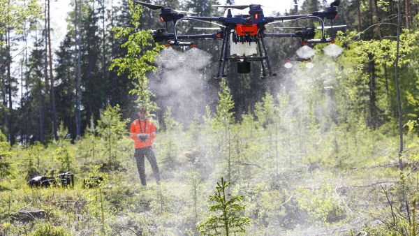 Uusinta uutta metsänhoidossa: kuuset saavat booria Silvadrones Oy:n pienoiskopterilla. Taustalla operaattori Tomi Karjalainen. (Kuvaaja: Sami Karppinen)