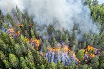 Viiden vuoden ajan valmisteltu hanke huipentui kesäkuussa, kun Niiniveden keskiosissa sijaitsevassa Lehtosaaressa päästiin polttamaan 2,7 hehtaarin alue.  (Kuvaaja: Pentti Vänskä)