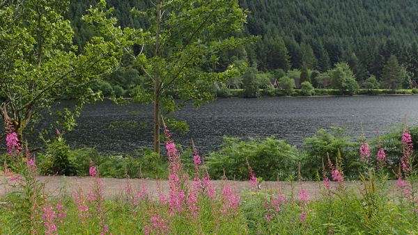 Sitkankuusen kanto edessä, sitkankuusen peittämä rinne takana. Välissä kimmeltelee Loch Oich -järvi. (Kuvaaja: HEIKKI NUORTEVA)