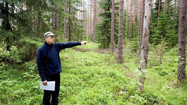 Vanhojen ajourien tunnistaminen on tärkeää, jotta metsää ei epähuomiossa harvenneta liikaa. Nyt ajourien löytäminen oli työn takana, mutta jatkossa siihenkin voi saada apua entistä tarkemmasta metsästä mallinnetusta tiedosta. (Kuvaaja: Emil Bobyrev)