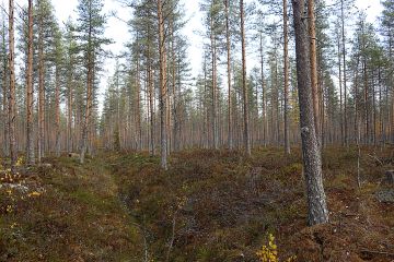 Etenkin ohutturpeisissa rämemänniköissä pärjättäisiin nykyistä matalammilla ojilla. (Kuvaaja: Sami Karppinen)