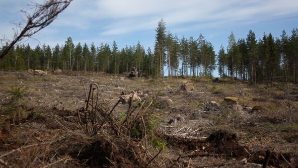 Yksityismetsänomistajien metsissä hakkuuaukot olivat vuoden 2020 hakkuuaikomusten perusteella hieman keskimääräistä pienempiä, 1,3 hehtaarin suuruisia. Hakkuuaukkojen keskikoossa ei ole tapahtunut viime vuosina merkittäviä muutoksia. (Kuvaaja: Valtteri Skyttä)