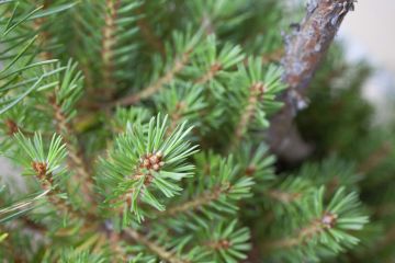 Männyn neulaset saattavat joskus yllättää kokeneenkin metsämiehen. (Kuvaaja: Mikko Riikilä)