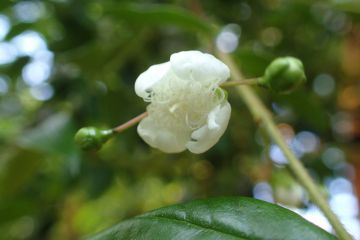 Parisenttiset valkoiset kukat houkuttelevat tuoksullaan hyönteisiä.  