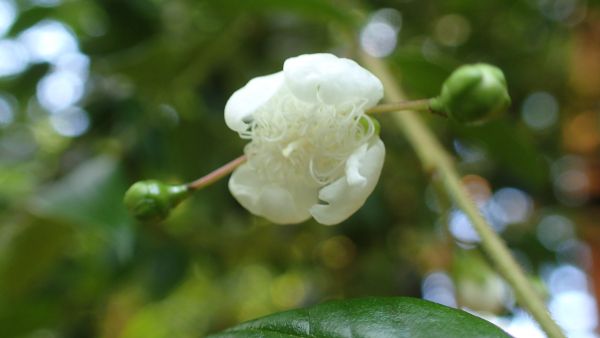 Parisenttiset valkoiset kukat houkuttelevat tuoksullaan hyönteisiä.  