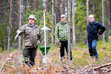 Demometsäalueilla mitataan muun muassa eri metsänkäsittelymentelmien vaikutuksia kovakuoriasilajistoon. Pienaukkohakkuulla olevan hyönteispyydyksen äärellä Luonnonvarakeskuksen erikoistutkijat Esa Huhta (vasemmalla), Ville Hallikainen ja Pasi Rautio. (Kuva: Juha Ollila)