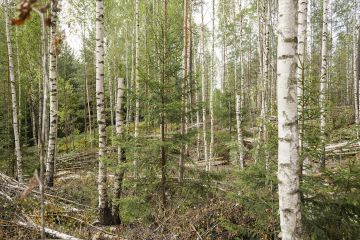 Luontoa huomioivassa energiapuunkorjuussa tehdään tekopökkeilöitä, säästetään kuusialikasvosta ja vältetään turhaa siistimistä. Luontoa huomioivassa energiapuunkorjuussa tehdään tekopökkeilöitä, säästetään kuusialikasvosta ja vältetään turhaa siistimistä.  (Kuvaaja: Seppo Samuli)