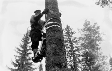 Pluspuista kerättiin oksankärkiä eli varteoksia kiipeämällä noin 25 metrin korkeuteen. Tässä vuonna 1959 otetussa kuvassa kiivetään kuuseen Baumwelo-kengillä Metsähallituksen Jämsän hoitoalueella.  (Kuvaaja: METSÄHALLITUKSEN KOKOELMA, LUSTO)