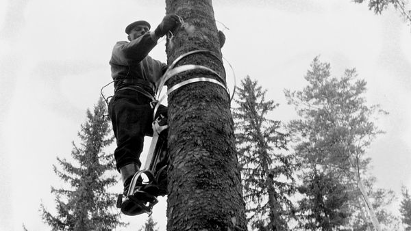 Pluspuista kerättiin oksankärkiä eli varteoksia kiipeämällä noin 25 metrin korkeuteen. Tässä vuonna 1959 otetussa kuvassa kiivetään kuuseen Baumwelo-kengillä Metsähallituksen Jämsän hoitoalueella.  (Kuvaaja: METSÄHALLITUKSEN KOKOELMA, LUSTO)