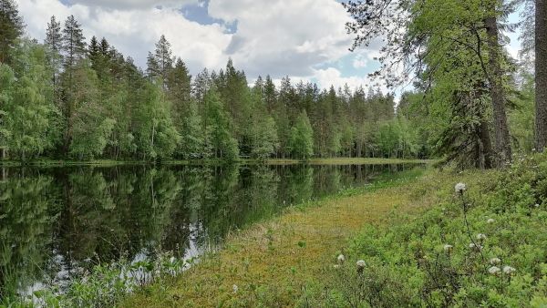 Pentti Linkolan muistometsä perustetaan Toivakan Riuttasaloon Keski-Suomessa. (Kuvaaja: Mari Helkiö)