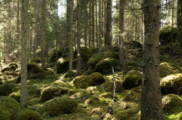 Kaunilanmaa-nimiseen suojelumetsään kuuluu kuusikkoa ja mäntyvaltaista sekametsää. Kuvaaja Mikko Hovila.