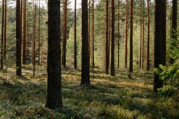 Henkilökohtainen metsäsuhde vaikuttaa siihen, miten tulkitsemme ympäristöämme. Esimerkiksi hoidettu talousmetsä voi merkitä taloudellista ja sosiaalista hyvinvointia tai sitten uhkaa metsälajistolle – riippuen siitä, millaisia arvoja ja merkityksiä katsojan oma metsäsuhde sisältää. (Kuvaaja: Timo Kilpeläinen / Suomen Metsämuseo Lusto)