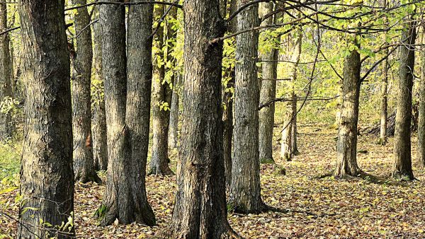 Kynäjalava on luokiteltu uhanalaiseksi Suomessa populaation ja elinympäristön vähentymisen seurauksena. Samasta syystä uhanalaisia ovat vuorijalava, ruotsinpihlaja sekä metsäomenapuu. (Kuva: Antero Aaltonen/Vastavalo)