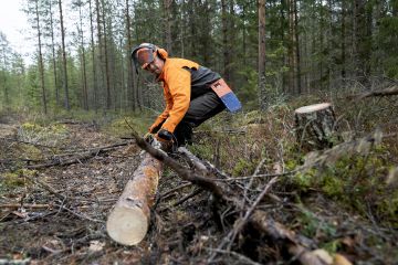 Janne Partanen korjasi viime viikolla tuulenkaadoista pientä hankintakauppaa Iisalmen Ulmalan kylällä. (Kuvaaja: Matias Honkamaa)