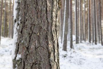 Luonnonvarakeskus ennustaa tukkien kysynnän painottuvan ensi vuonna mäntyyn. (Kuvaaja: Mikko Riikilä)