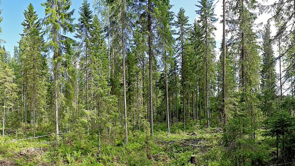 Luonnonvarakeskus on kokeillut jatkuvaa kasvatusta ojitetulla korpisuolla Metsähallituksen mailla Heinävedellä. (Kuvaaja: Luonnonvarakeskus)