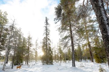 Vaikka kirves on kalahtanut Metsähallituksen metsiin Lapissa paikoin rajullakin kädellä, löytyy esimerkiksi Lokka-Porttipahta lupa-alueen pohjoisosista vielä monikäyttömetsän statuksen saaneita alueita, joilla voi nauttia laajoistakin vanhojen metsien alueista.  (Kuvaaja: Sami Karppinen)