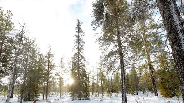 Vaikka kirves on kalahtanut Metsähallituksen metsiin Lapissa paikoin rajullakin kädellä, löytyy esimerkiksi Lokka-Porttipahta lupa-alueen pohjoisosista vielä monikäyttömetsän statuksen saaneita alueita, joilla voi nauttia laajoistakin vanhojen metsien alueista.  (Kuvaaja: Sami Karppinen)