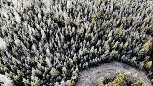 Metsäkeskuksen kuuden vuoden välein toteuttama laserkeilaus tuottaa puuston määrän ja kuviorajojen osalta varsin tarkkaa metsävaratietoa. Perinteiselle noin kymmenen vuoden välein päivitettävälle paperiselle metsäsuunnitelmalle metsänomistajalla on tarvetta yhä harvemmin.   (Kuvaaja: Sami Karppinen)