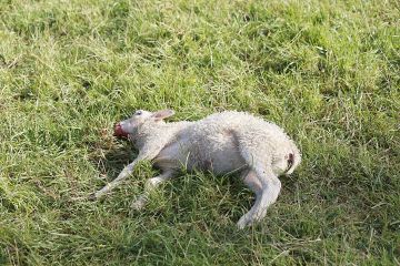Lammasaitauksessa susi voi tappaa suuren määrän eläimiä, mutta käyttää ravinnoksi niistä vain osan. (Kuvaaja: Sami Karppinen)