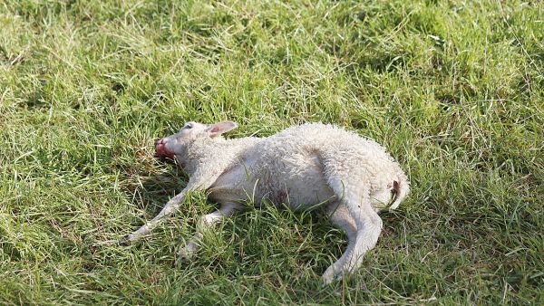 Lammasaitauksessa susi voi tappaa suuren määrän eläimiä, mutta käyttää ravinnoksi niistä vain osan. (Kuvaaja: Sami Karppinen)