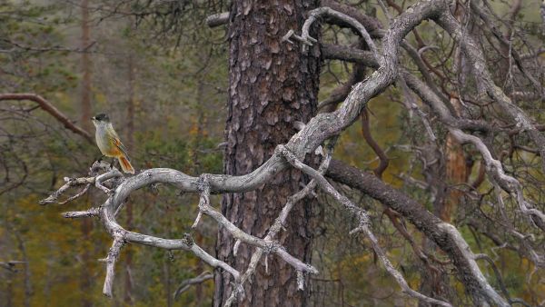 Metsänhaltia ilmestyy petäjän oksalle kuukkelin hahmossa. (Kuva: Jorma Luhta)