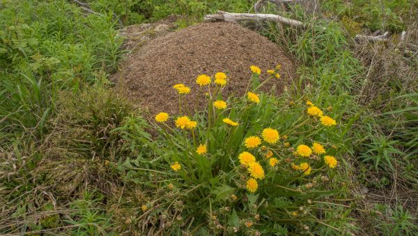 Voikukka kukoistaa hakkuulla tuoreen muurahaispesän vieressä. (Kuva: Jorma Peiponen)
