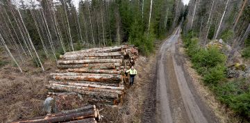 Hyvälaatuinen vanerikoivuleimikko korjattiin marraskuun vesisateissa Vesilahdella Tampereen tuntumassa. Riga Woodin metsäpäällikkö Timo Uotila muistuttaa metsänomistajia koivutukin hyvästä kysynnästä, joka kannattaa hyödyntää.