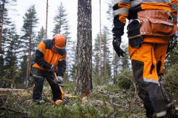 Evon metsäopiston opiskelijat harjoittelivat marraskuussa siemenpuuhakkuuta oppilastyönä. (Kuvaaja: Seppo Samuli)