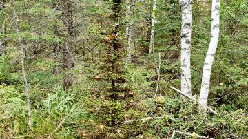 Kuvan kuusi voi hyvinkin olla sikermäkuusi, joskin sen pääoksat ovat kovin lyhyet. (Kuvaaja: Kari Pennanen)