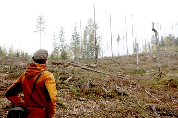 Puunkorjuussa on opeteltu 2000-luvulla kiinnittämään huomiota säästöpuuryhmiin. Puiden sijoittelusta ja kuolleiden pysty- ja maapuiden säästämisestä on tullut rutiininomainen tapa huomioida metsäluonnon monimuotoisuutta. (Kuvaaja: Sami Karppinen)