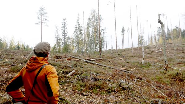 Puunkorjuussa on opeteltu 2000-luvulla kiinnittämään huomiota säästöpuuryhmiin. Puiden sijoittelusta ja kuolleiden pysty- ja maapuiden säästämisestä on tullut rutiininomainen tapa huomioida metsäluonnon monimuotoisuutta. (Kuvaaja: Sami Karppinen)
