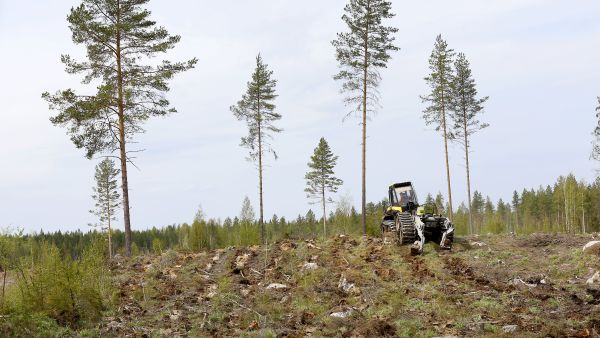 Jatkuvatoiminen mätästyskone on korvaamassa kaivinkoneet metsämaan muokkauksessa. (Kuvaaja: Sami Karppinen)