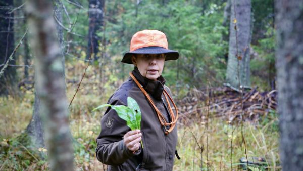 Eila Lautanen tuntee metsäalan koulutuksen läpikotaisin.  
