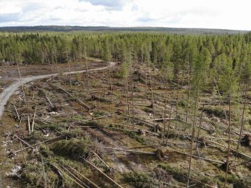 Pohjois-Pohjanmaalla puukauppaa vauhdittivat tänä vuonna kesän myrskytuhot. Kuva elokuulta Pudasjärveltä.  (Kuvaaja: Sami Karppinen)
