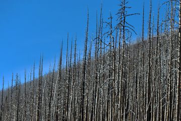 Pohjoismaiden ulkopuolisissa metsämaissa kärsitään Pohjolaa enemmän metsäpaloista ja muista metsätuhoista. Kuva Albertan provinssista Kanadasta. (Kuvaaja: Artur Widak)