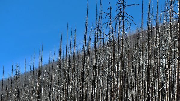 Pohjoismaiden ulkopuolisissa metsämaissa kärsitään Pohjolaa enemmän metsäpaloista ja muista metsätuhoista. Kuva Albertan provinssista Kanadasta. (Kuvaaja: Artur Widak)