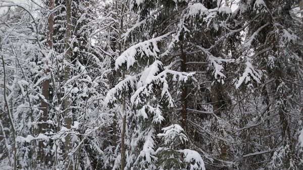 Lumista metsää on vaikea arvioida. Kuva: Hannu Liljeroos