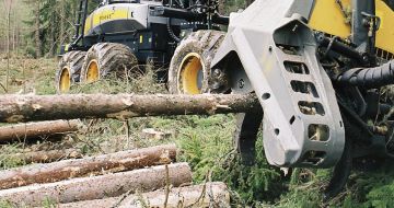 Metsäteollisuuden etujärjestö arvioi, etä Ruotsin lajistonsuojelun nykytulkinta aiheuttaa metsäsektorille useiden miljardien kruunujen kustannukset vuosittain. (Kuva: MIkko Riikilä)