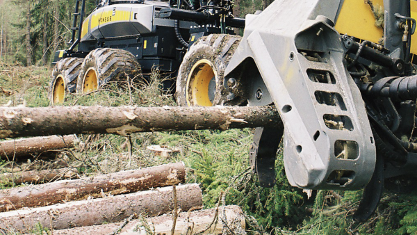 Metsäteollisuuden etujärjestö arvioi, etä Ruotsin lajistonsuojelun nykytulkinta aiheuttaa metsäsektorille useiden miljardien kruunujen kustannukset vuosittain. (Kuva: MIkko Riikilä)
