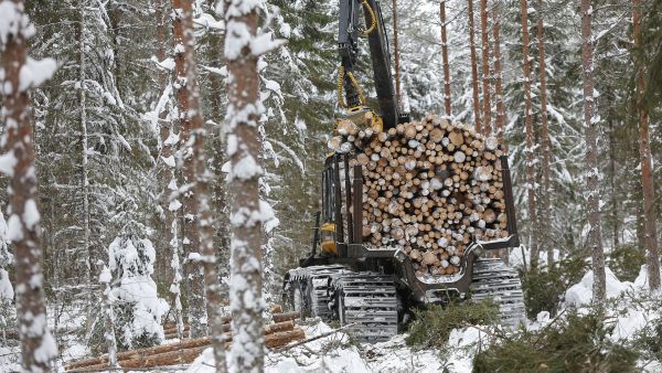 Ajourien keskimääräinen leveys harvennushakkuilla on lähes viisi metriä. (Kuvaaja: Sami Karppinen)