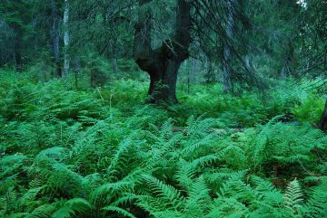 Hiirenporras-isoalvejuurityyppi on yksi metsiemme lehtotyypeistä. Sitä tavataan koko maassa. (Kuvaaja: Juha-Pekka Hotanen)