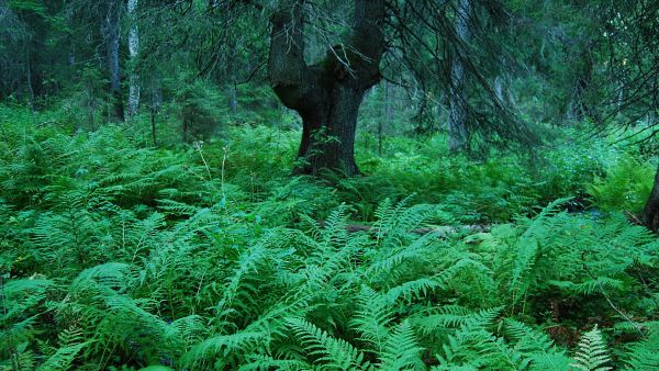 Hiirenporras-isoalvejuurityyppi on yksi metsiemme lehtotyypeistä. Sitä tavataan koko maassa. (Kuvaaja: Juha-Pekka Hotanen)