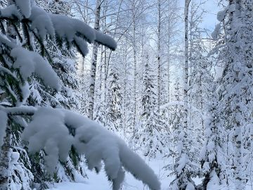 Puukauppatarjous paljasti lahopuustoisen kangasmetsän HCV-merkinnän. (Kuvaaja: Jussi Salomäki)