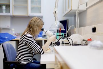 Carita Lindstedt-Kareksela tutkii mikroskoopin avulla pilkkumäntypistiäisen kotelokoppaa. (Kuvaaja: Seppo Samuli)