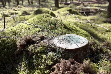 Kantokäsittely on muuttumassa niin vaikeaksi, että juurikääväntorjunnan määräyksistä saatetaan tinkiä. (Kuvaaja: Sami Karppinen)