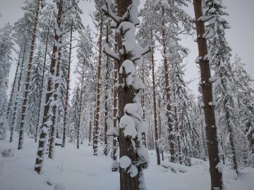 Runsas lumi hankaloittaa metsätilojen arviointia. Orivedellä lumensyvyys oli maaliskuun alkupuolella 72 senttiä. Kuva: Hannu Liljeroos