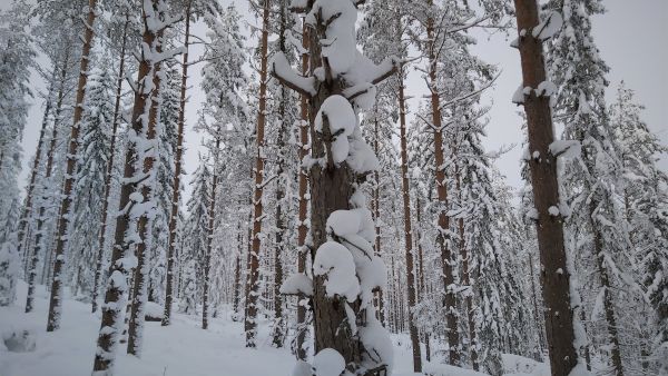 Runsas lumi hankaloittaa metsätilojen arviointia. Orivedellä lumensyvyys oli maaliskuun alkupuolella 72 senttiä. Kuva: Hannu Liljeroos