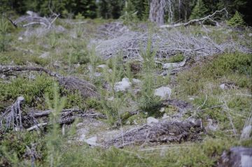 Posio vuonna 1995: mättääseen istutetut männyntaimet selviävät todennäköisemmin hengissä ja kasvavat paremmin kuin muualle  maahan istutetut taimet. (Kuva: Lusto/ Metsähallituksen Kehittämisjaoston kokoelma/ Timo Ari)