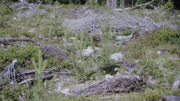 Posio vuonna 1995: mättääseen istutetut männyntaimet selviävät todennäköisemmin hengissä ja kasvavat paremmin kuin muualle maahan istutetut taimet. (Kuva: Lusto/ Metsähallituksen Kehittämisjaoston kokoelma/ Timo Ari)